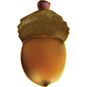 Acorn PNG image-36997